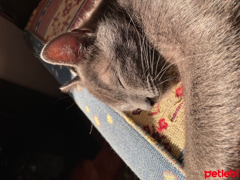 Tekir Kedi, Kedi  Pars fotoğrafı