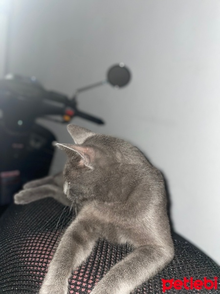Tekir Kedi, Kedi  Pars fotoğrafı