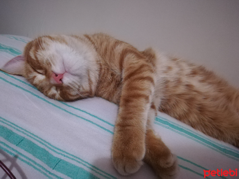 Tekir Kedi, Kedi  Şirin fotoğrafı