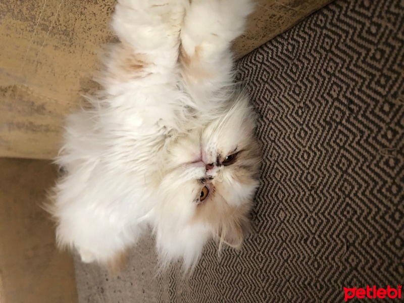 Exotic Shorthair, Kedi  Tarçın fotoğrafı