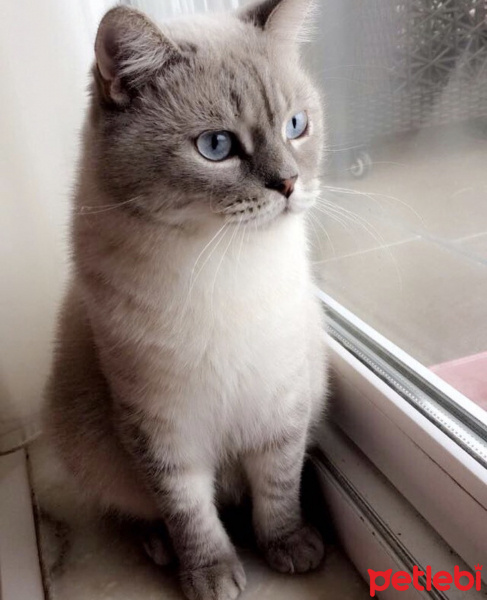 British Shorthair, Kedi  Paspas fotoğrafı