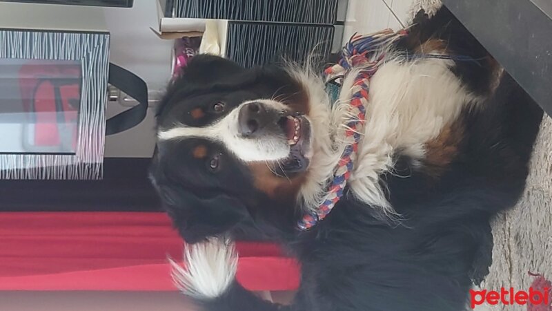 Bernese Dağ Köpeği, Köpek  AC Bennett Jeep aka Boomer fotoğrafı