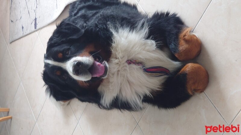 Bernese Dağ Köpeği, Köpek  AC Bennett Jeep aka Boomer fotoğrafı