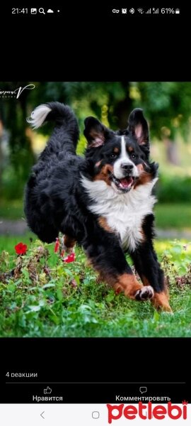 Bernese Dağ Köpeği, Köpek  AC Bennett Jeep aka Boomer fotoğrafı