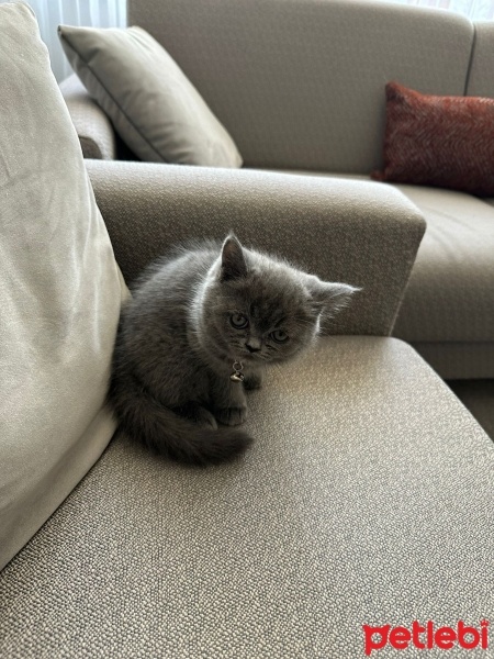 British Shorthair, Kedi  Luna fotoğrafı