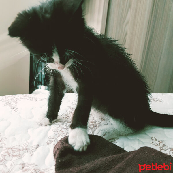 Tekir Kedi, Kedi  Pamira fotoğrafı