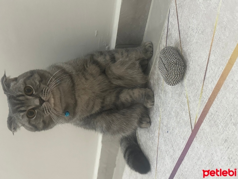 Scottish Fold, Kedi  Duman fotoğrafı