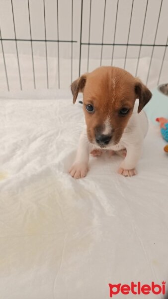 Jack Russell Terrier, Köpek  Erkek Asya fotoğrafı