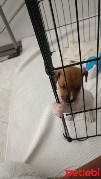 Jack Russell Terrier, Köpek  Erkek Asya fotoğrafı