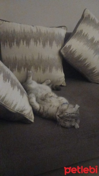 Scottish Fold, Kedi  Ponçik fotoğrafı