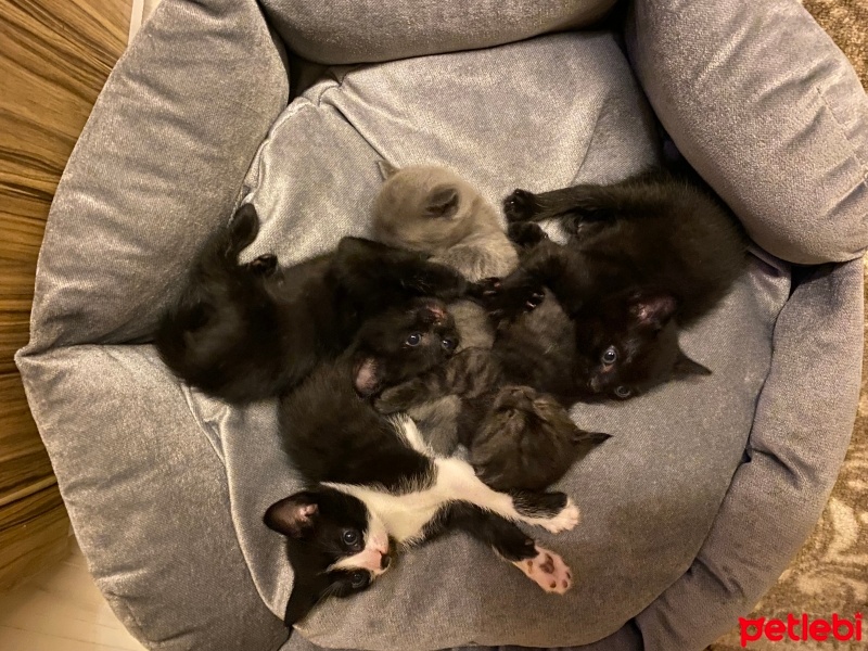 Tekir Kedi, Kedi  6 adt 2 aylık yavrularımıza yeni sahipler arıyoruz fotoğrafı