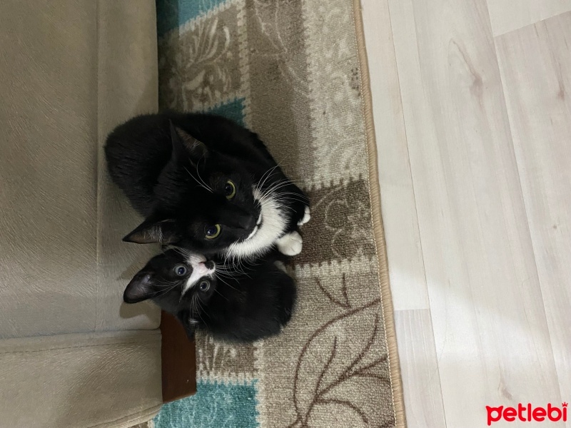 Tekir Kedi, Kedi  6 adt 2 aylık yavrularımıza yeni sahipler arıyoruz fotoğrafı