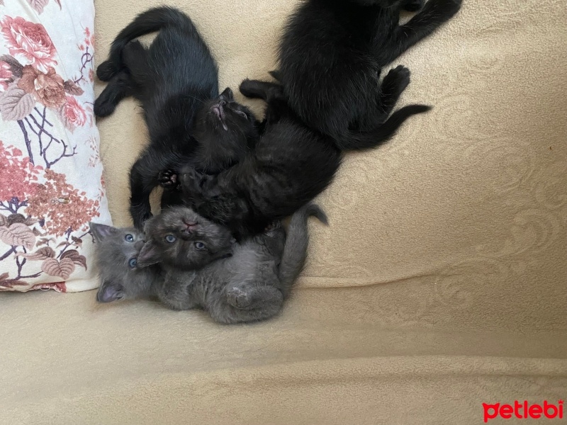 Tekir Kedi, Kedi  6 adt 2 aylık yavrularımıza yeni sahipler arıyoruz fotoğrafı