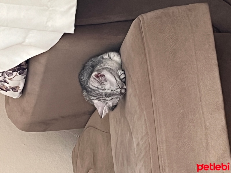 British Shorthair, Kedi  Bihter fotoğrafı