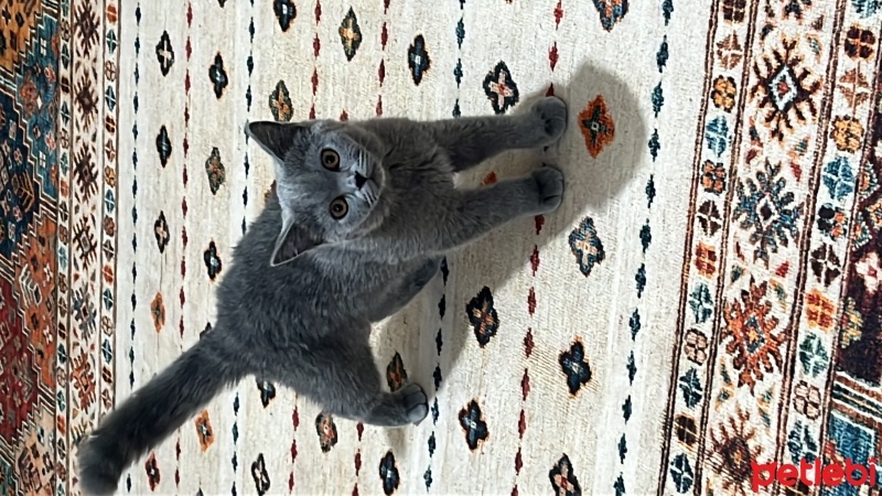 British Shorthair, Kedi  Cesur Prens fotoğrafı