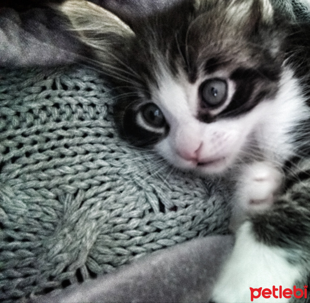 Tekir Kedi, Kedi  Ekim  fotoğrafı