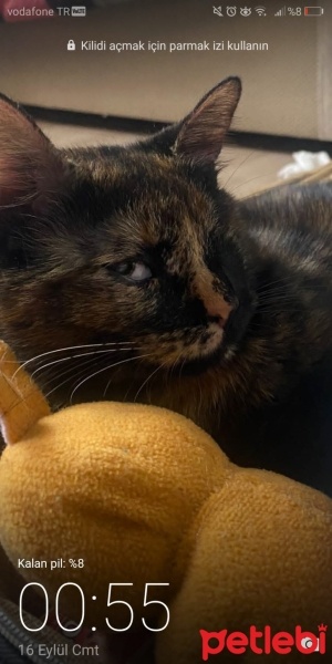 Tekir Kedi, Kedi  Blind fotoğrafı
