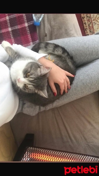 Tekir Kedi, Kedi  Behlül fotoğrafı