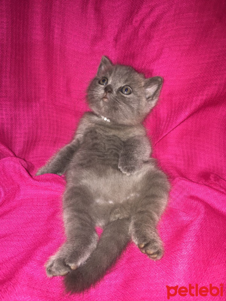 British Shorthair, Kedi  Kül fotoğrafı
