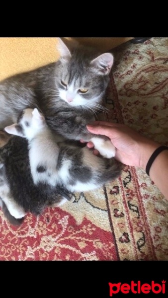 Tekir Kedi, Kedi  Behlül fotoğrafı