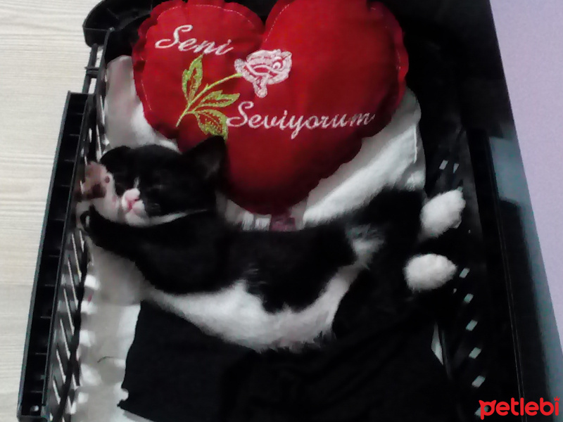 Tuxedo (Smokin) Kedi, Kedi  Zeytin fotoğrafı