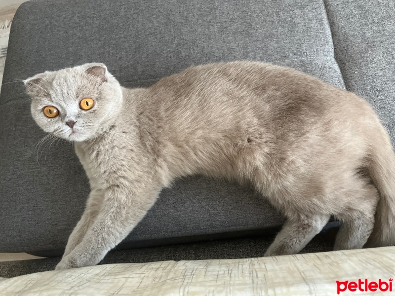 Scottish Fold, Kedi  Zilli fotoğrafı