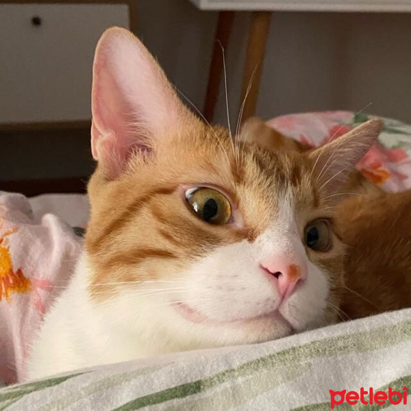Sarman, Kedi  TARÇIN fotoğrafı
