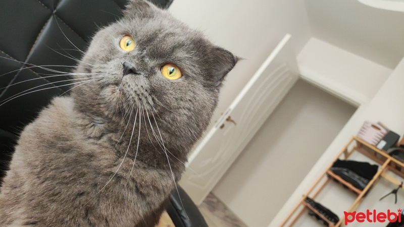 Scottish Fold, Kedi  Duman fotoğrafı