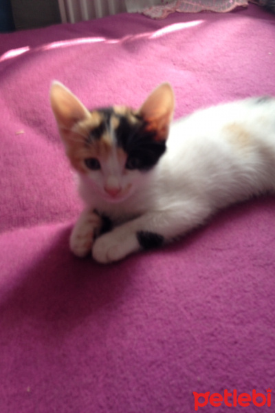 Tekir Kedi, Kedi  Minik fotoğrafı