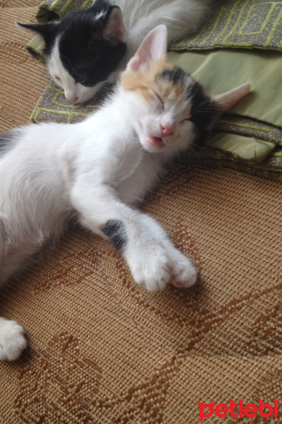 Tekir Kedi, Kedi  Minik fotoğrafı