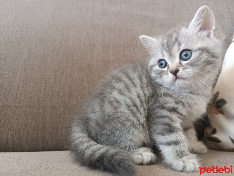 British Shorthair, Kedi  Sütlaç fotoğrafı