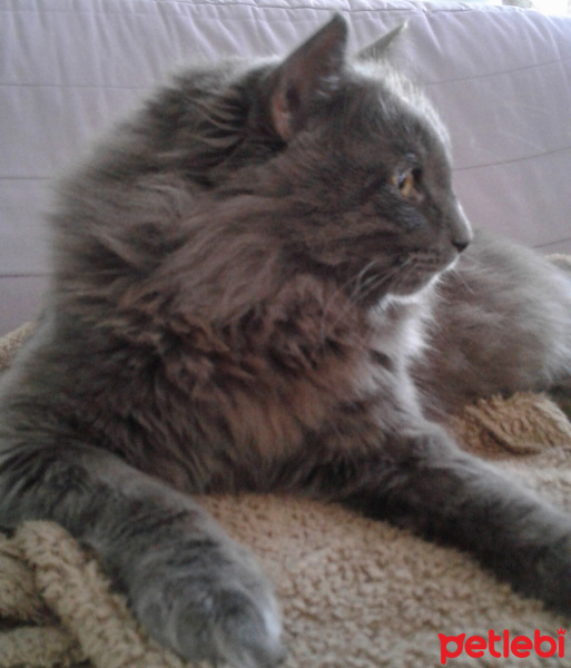 Nebelung, Kedi  Duman fotoğrafı