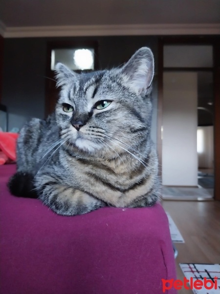 British Shorthair, Kedi  Duman fotoğrafı