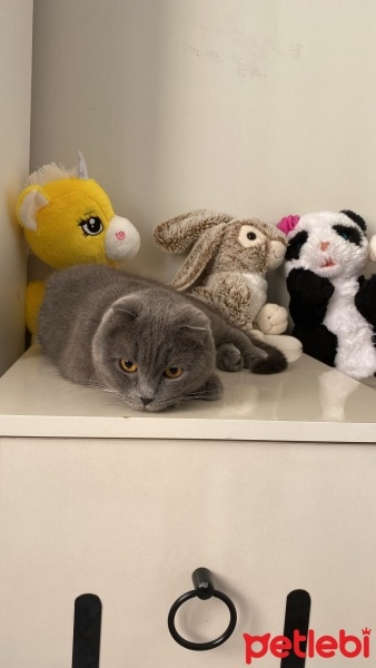 Scottish Fold, Kedi  Pakize Su fotoğrafı
