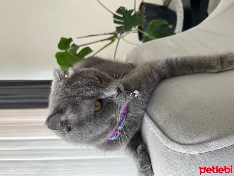 Scottish Fold, Kedi  Pakize Su fotoğrafı