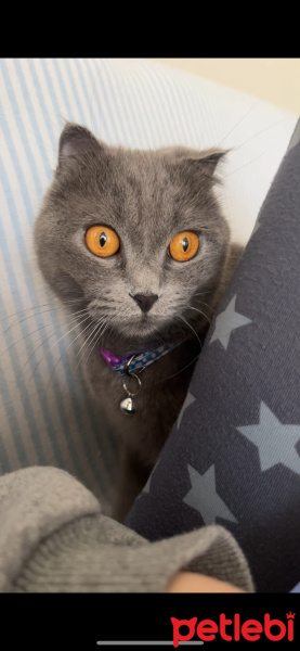 Scottish Fold, Kedi  Pakize Su fotoğrafı