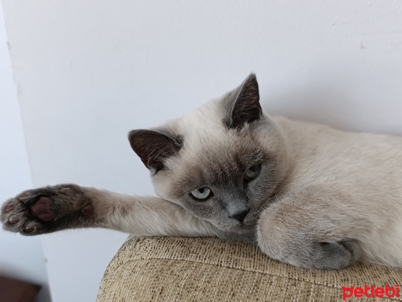 British Shorthair, Kedi  Choclate fotoğrafı