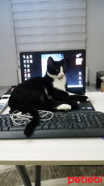 Tuxedo (Smokin) Kedi, Kedi  adı yok fotoğrafı
