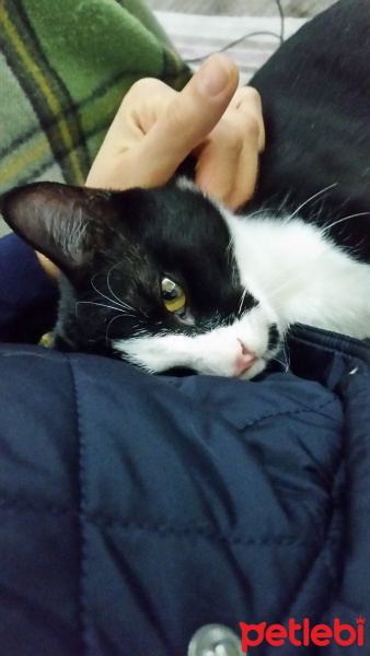 Tuxedo (Smokin) Kedi, Kedi  adı yok fotoğrafı