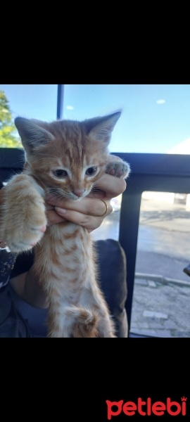 Sarman, Kedi  Ateş fotoğrafı