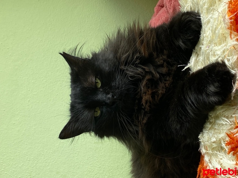 Bombay, Kedi  karam fotoğrafı