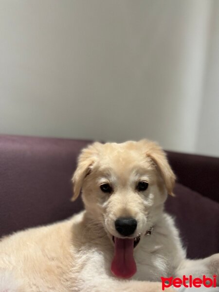 Golden Retriever, Köpek  Robi fotoğrafı