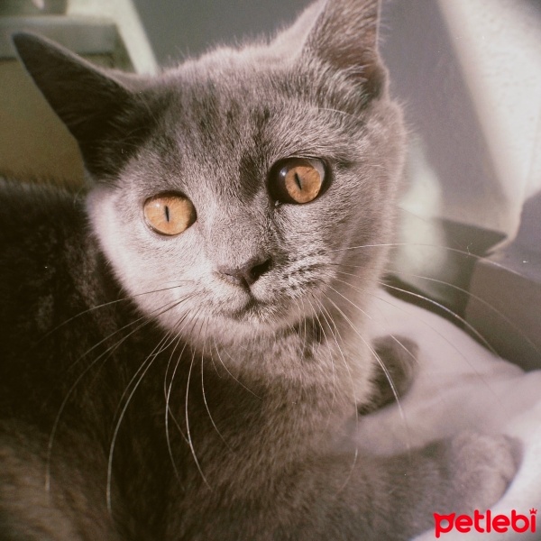British Shorthair, Kedi  Linda fotoğrafı