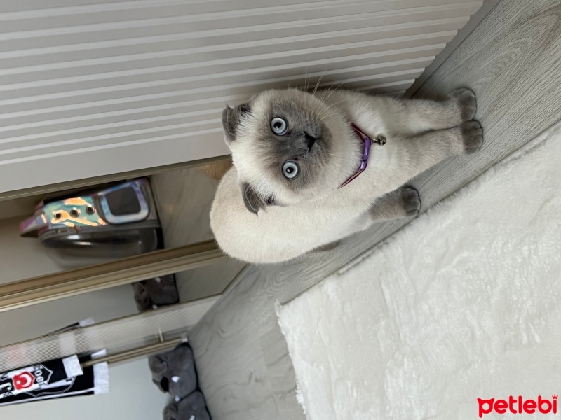Scottish Fold, Kedi  Sütlaç fotoğrafı