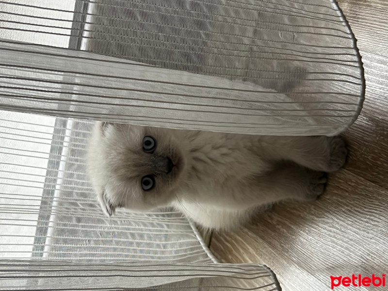 Scottish Fold, Kedi  Sütlaç fotoğrafı