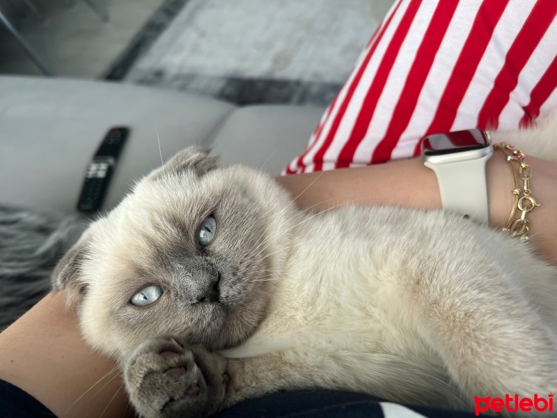 Scottish Fold, Kedi  Sütlaç fotoğrafı