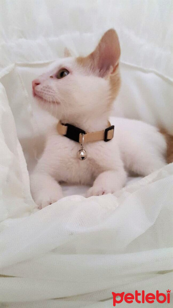 Van Kedisi, Kedi  Çakıl fotoğrafı