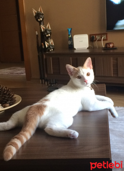 Van Kedisi, Kedi  Çakıl fotoğrafı