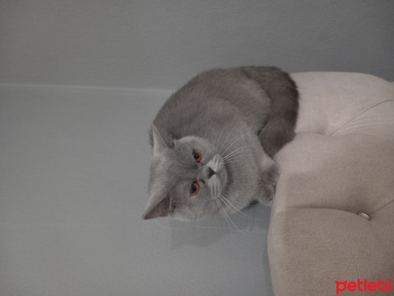 British Shorthair, Kedi  Balım fotoğrafı
