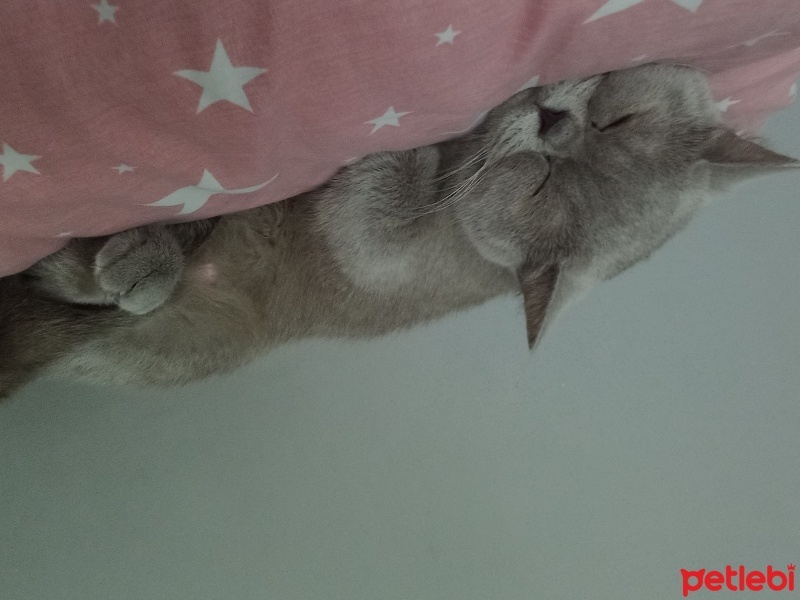 British Shorthair, Kedi  Balım fotoğrafı